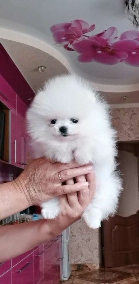 Hľadám domov pre moje šteniatka pomeraniana. Zadarmo.