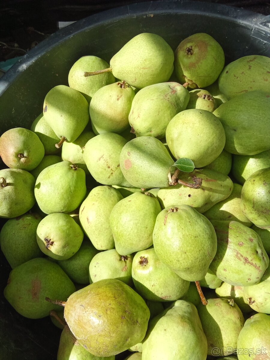Predám hrušky