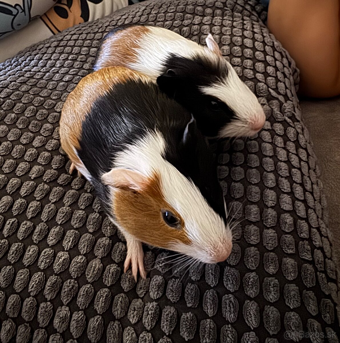 Morské prasiatka samička