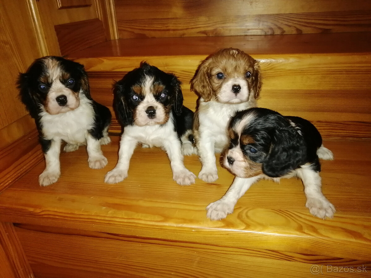Cavalier King Charles Spaniel