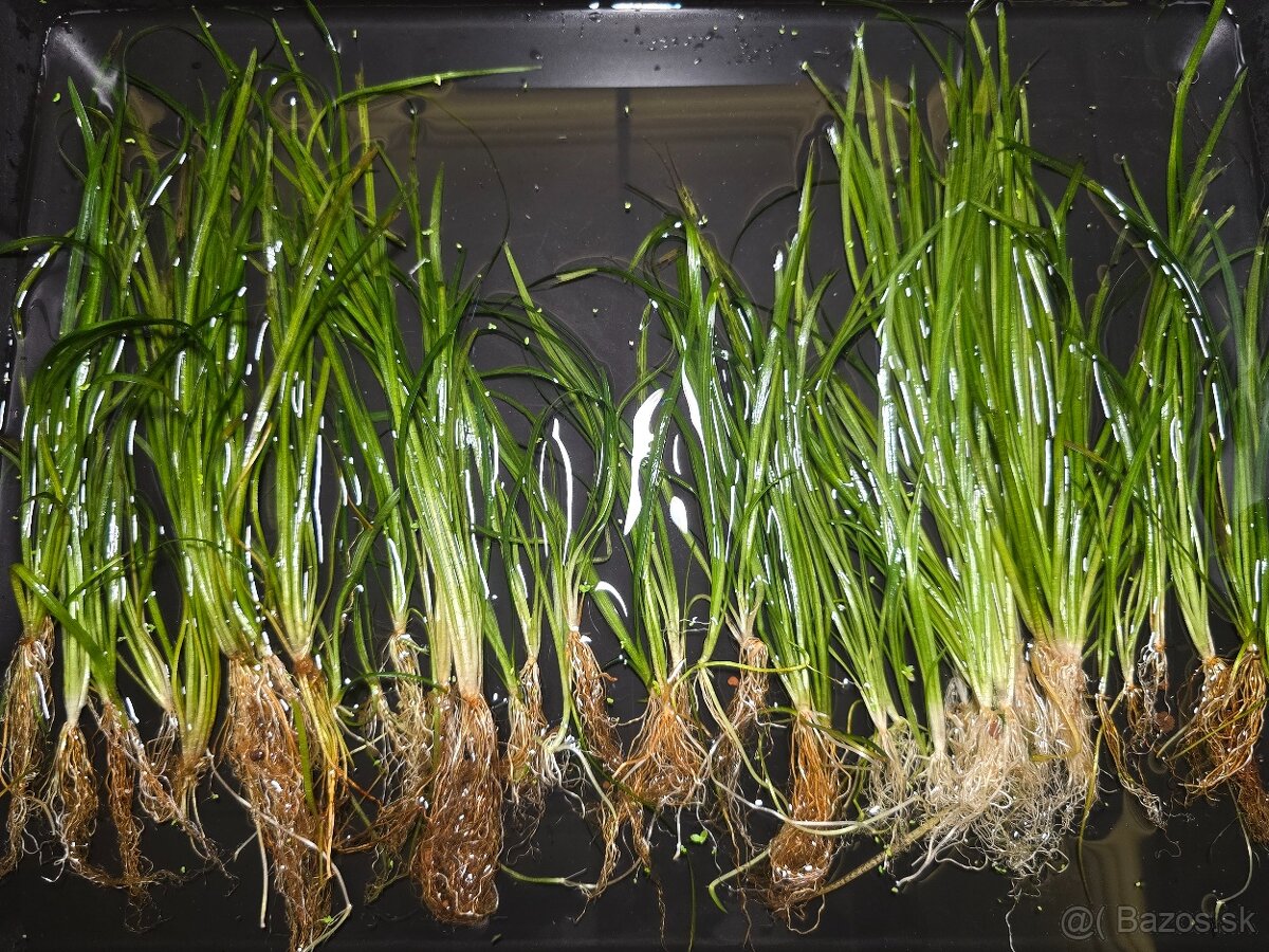 Predám Vallisneria spiralis