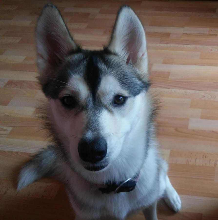 Kúpim šteniatko/fenku Sibírsky Husky sivej farby