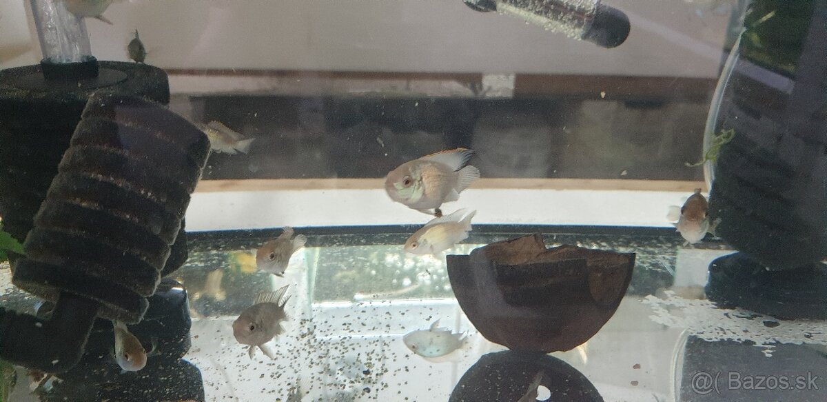 Electric blue acara