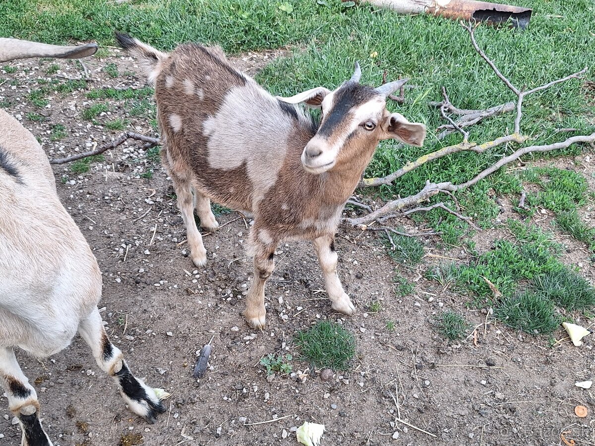 Minikozicky , kozicka