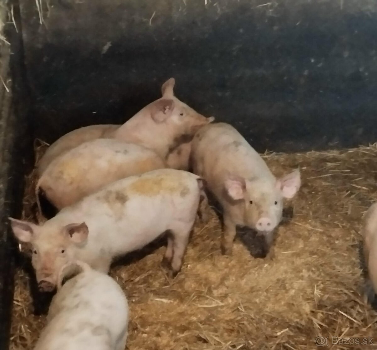 Odstavčatá z domáceho chovu