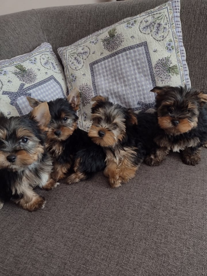 Yorkshirsky teriér Yorkshir