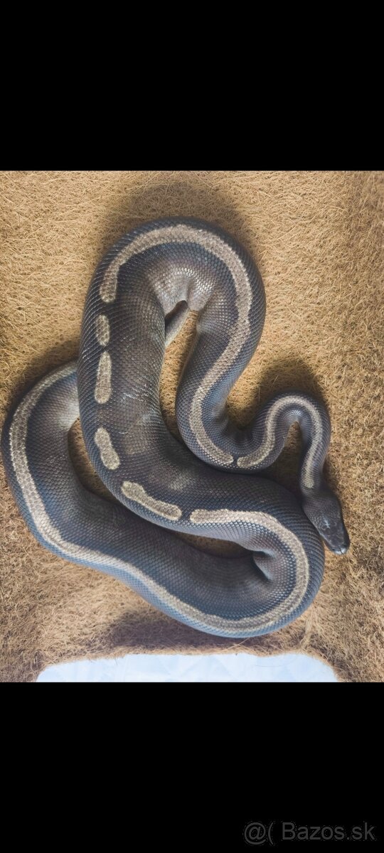 Python regius