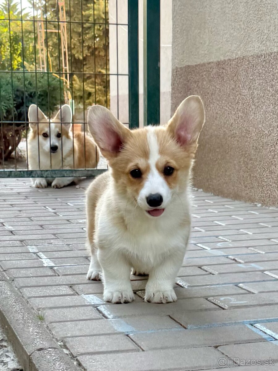 Welsh corgi pembroke