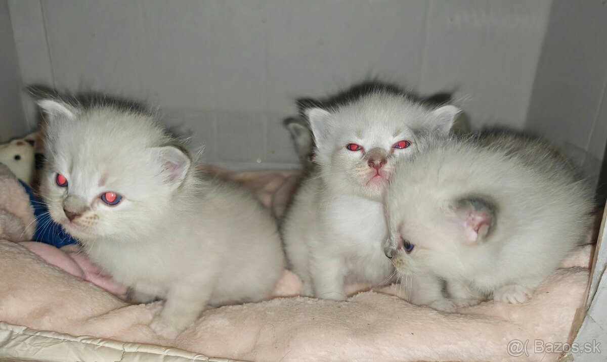 Predám mačiatka Ragdoll