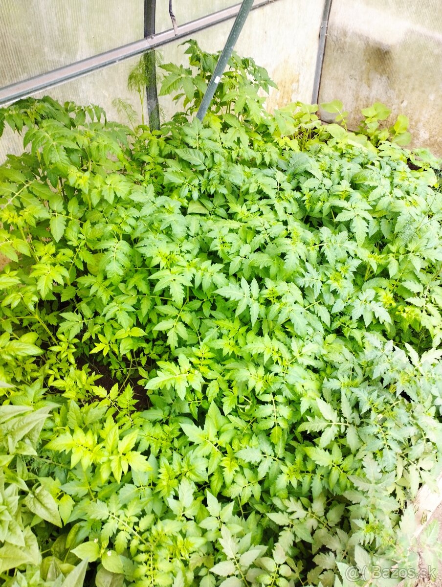 Predám planty (priesady rajčiny a papriky)