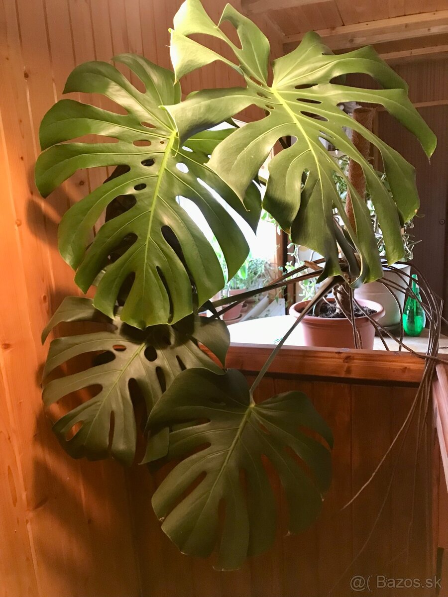 Monstera deliciosa