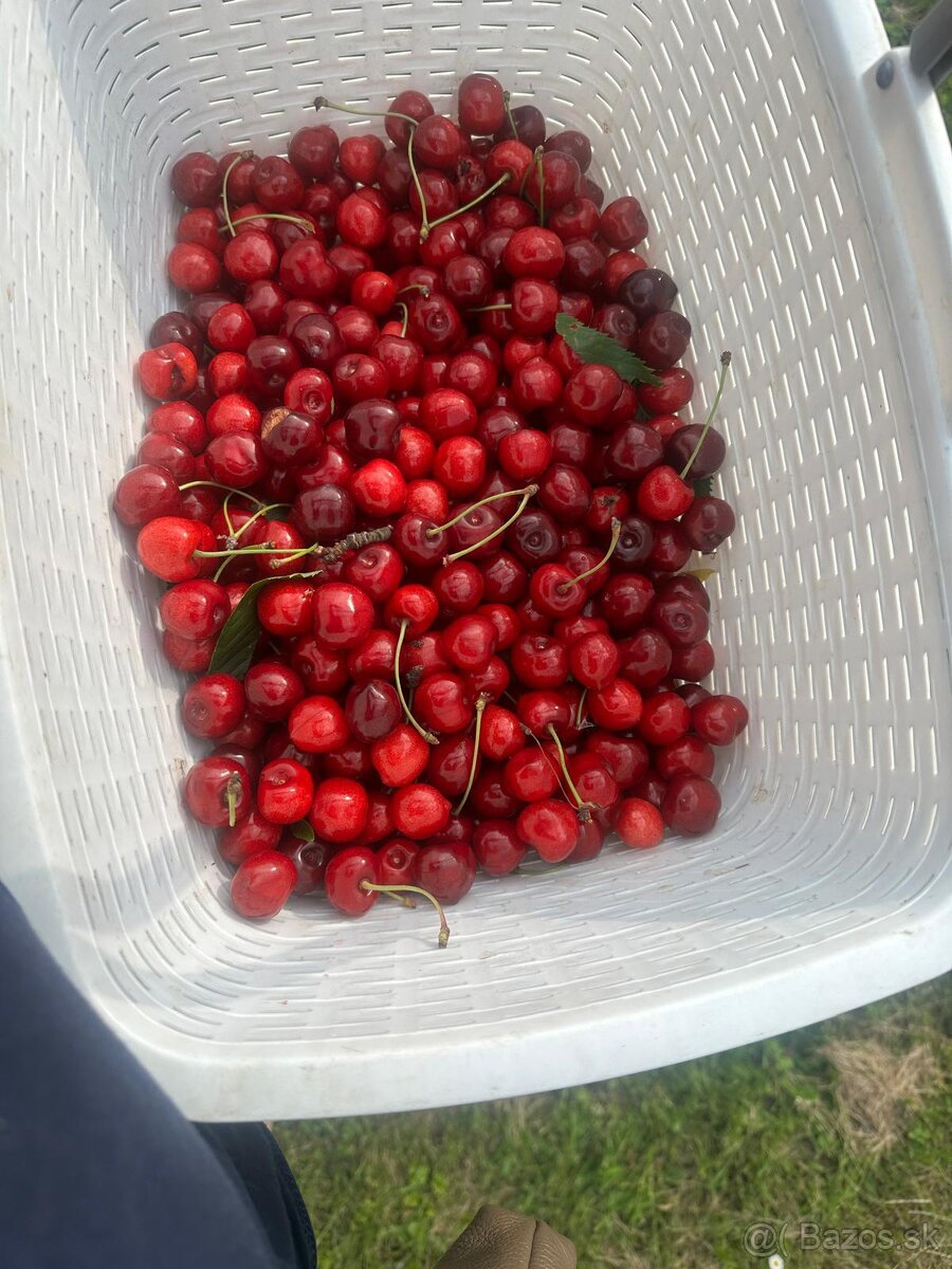 Samozber BIO ceresni