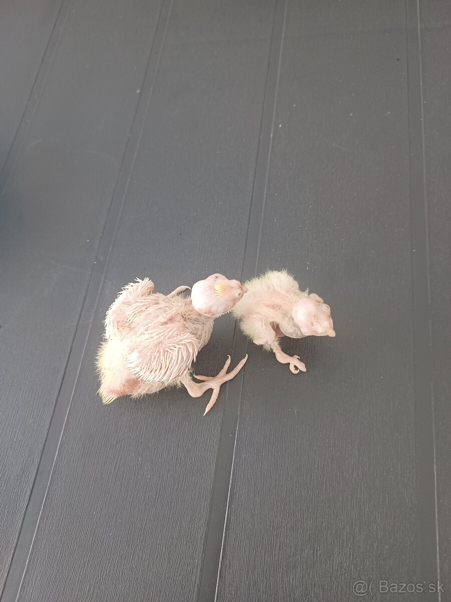 Maličké korelky pár dňove hneď na ručné dokrmovanie
