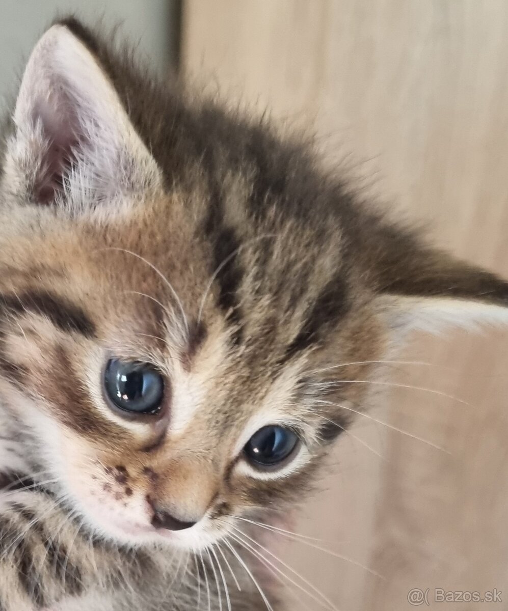 Maciatka