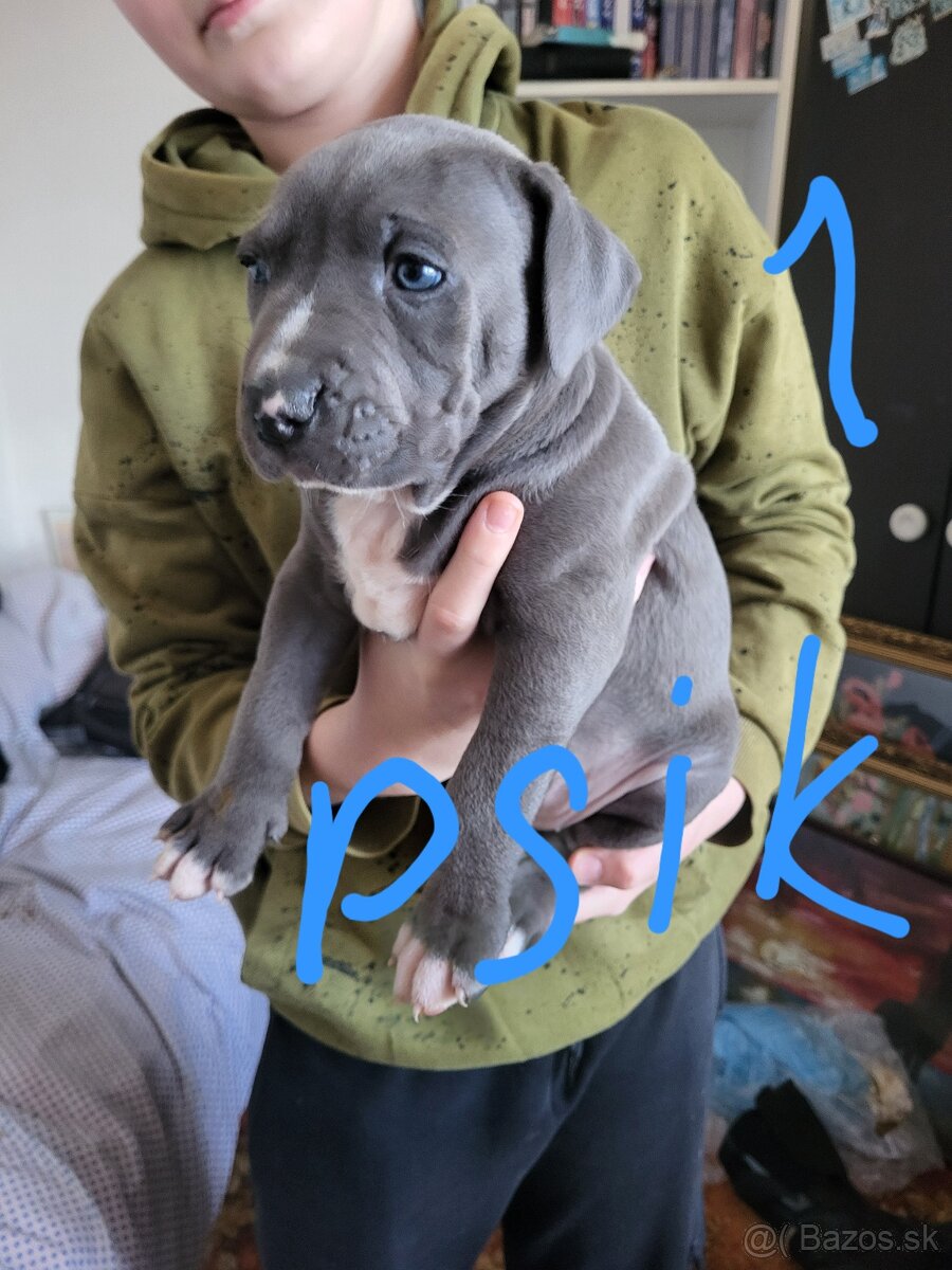 Americky Stafordšírsky terier steniatka.