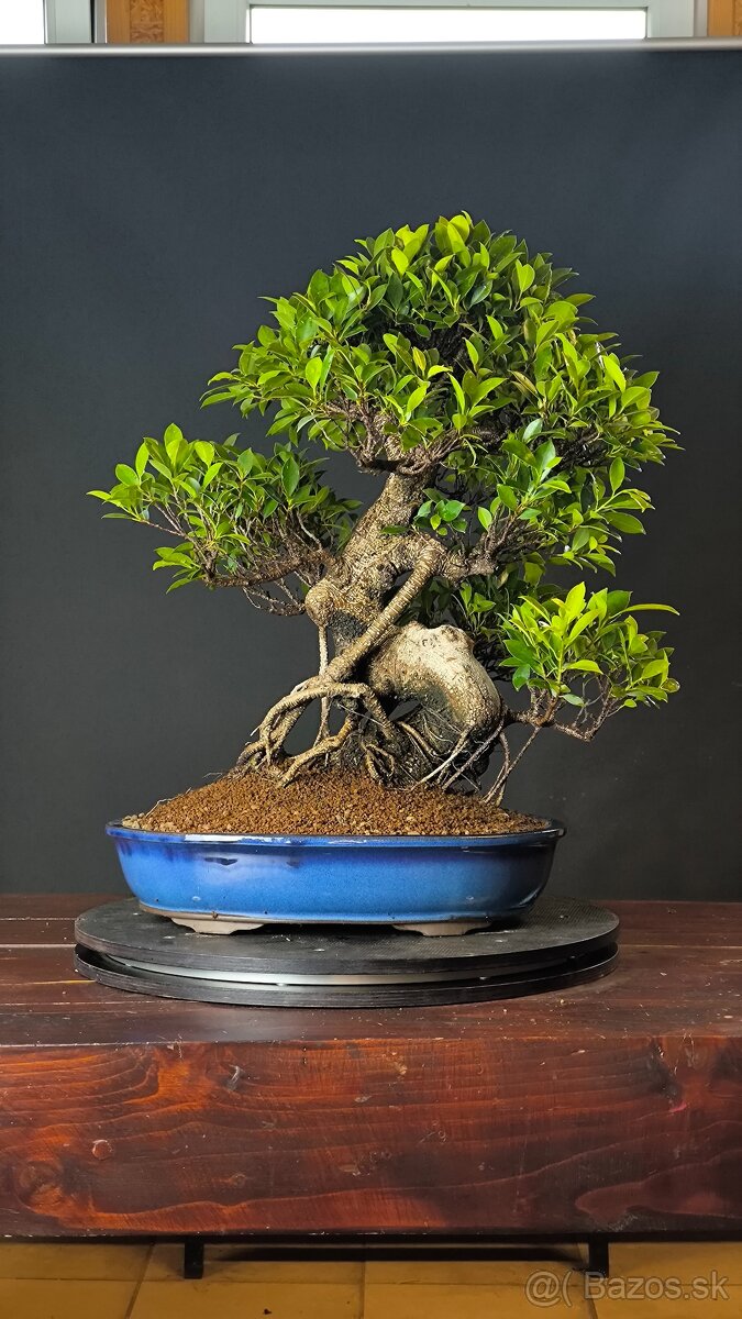 Bonsaje Ficus