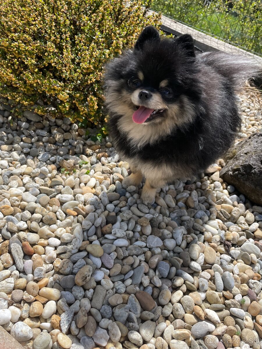 Pomeranian na krytie