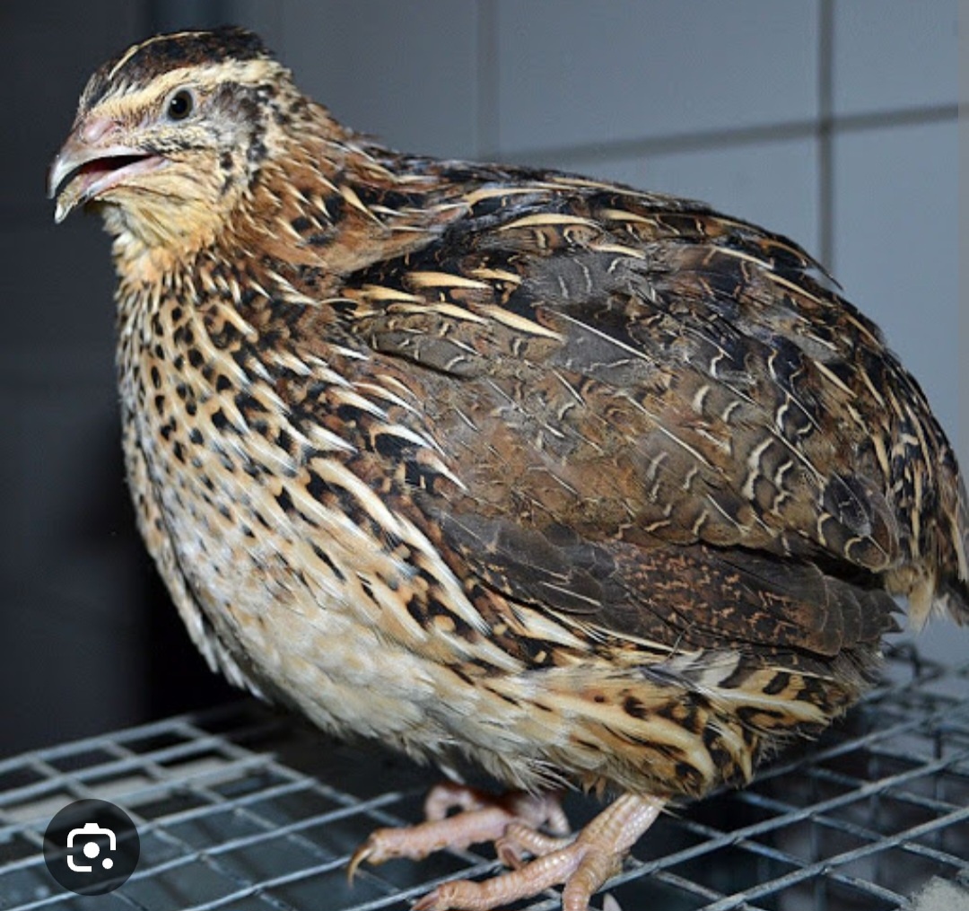 Japonská prepelica Faraón jumbo v znaške
