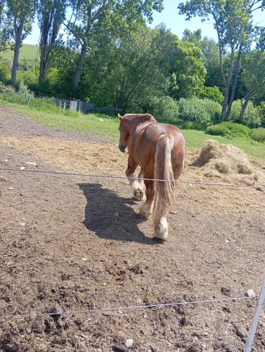 Predám  žrebca