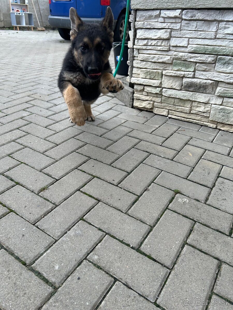 Predám Nemeckého ovčiaka