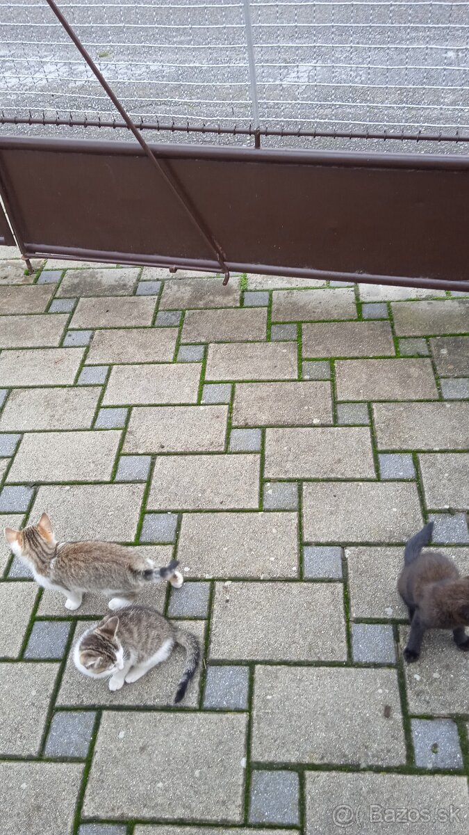 Mačiatka