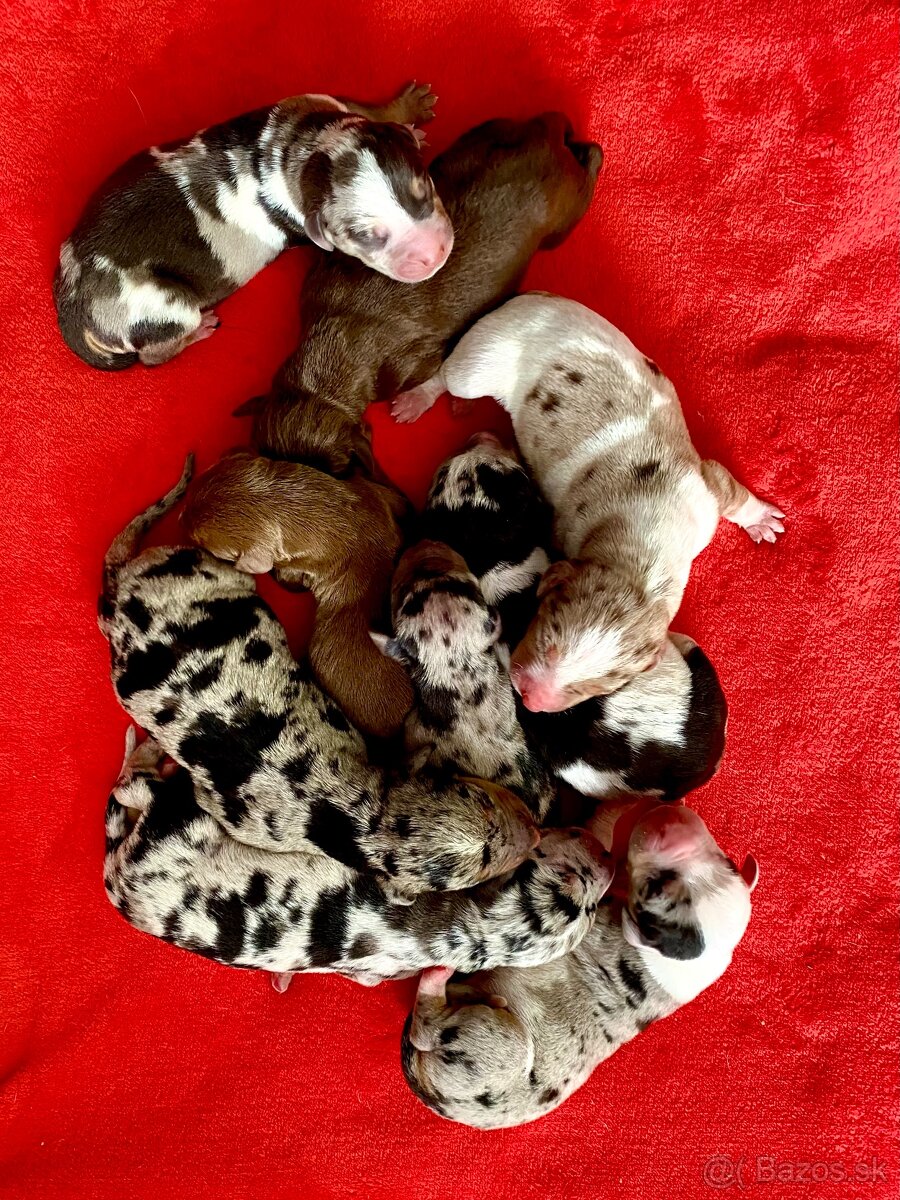 Louisiansky leopardí pes