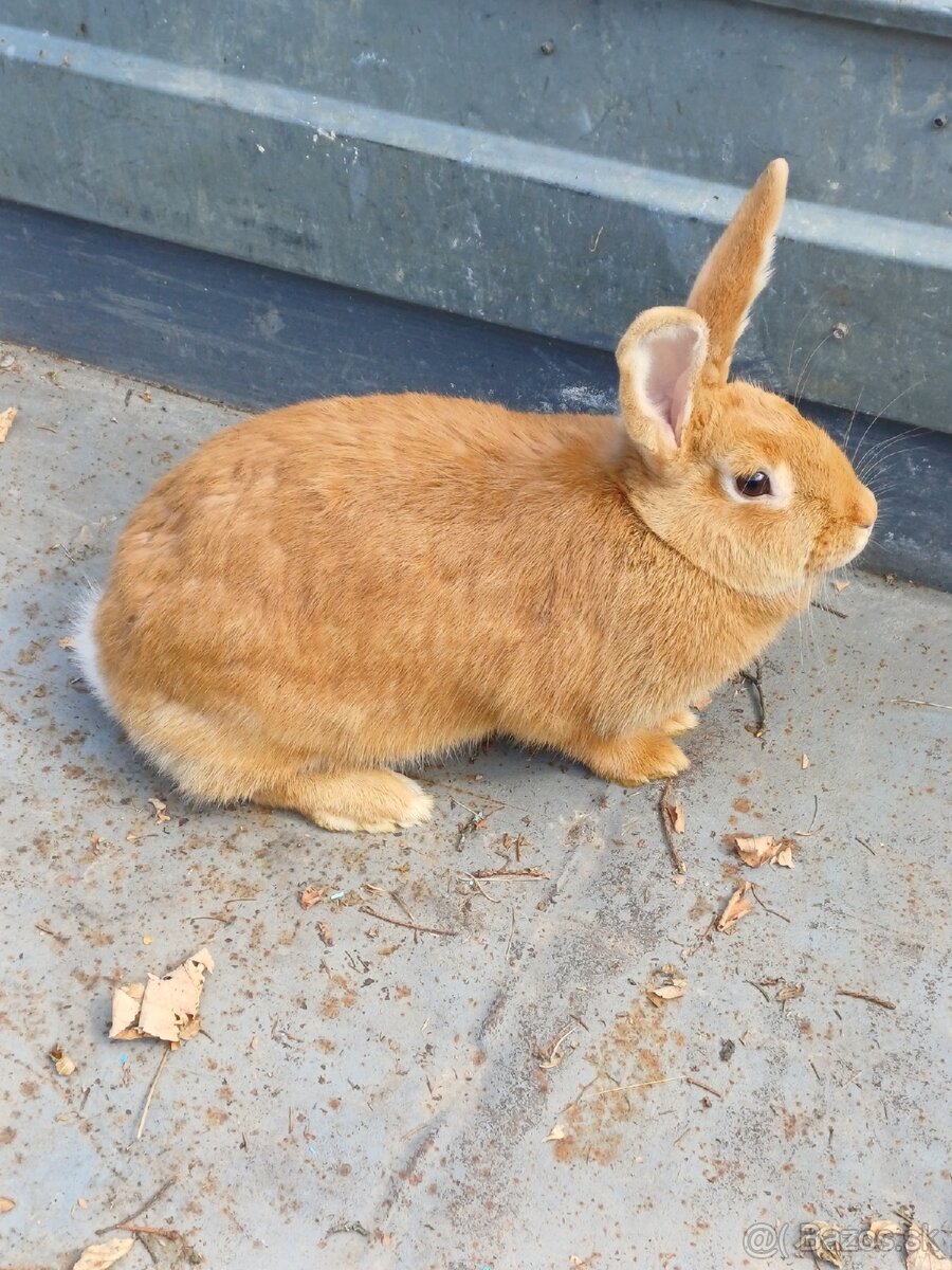 Burgundský králík