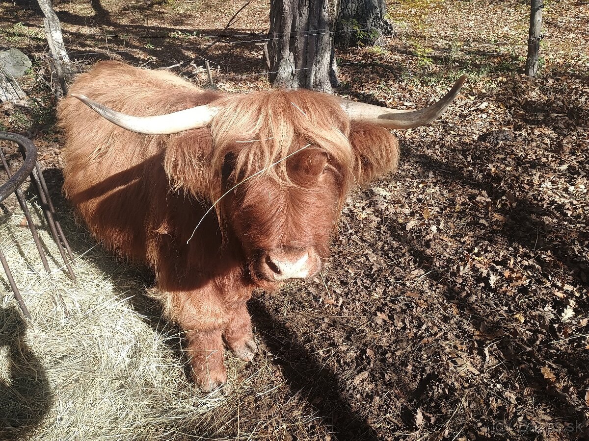 highland skotsky nahorny dobytok