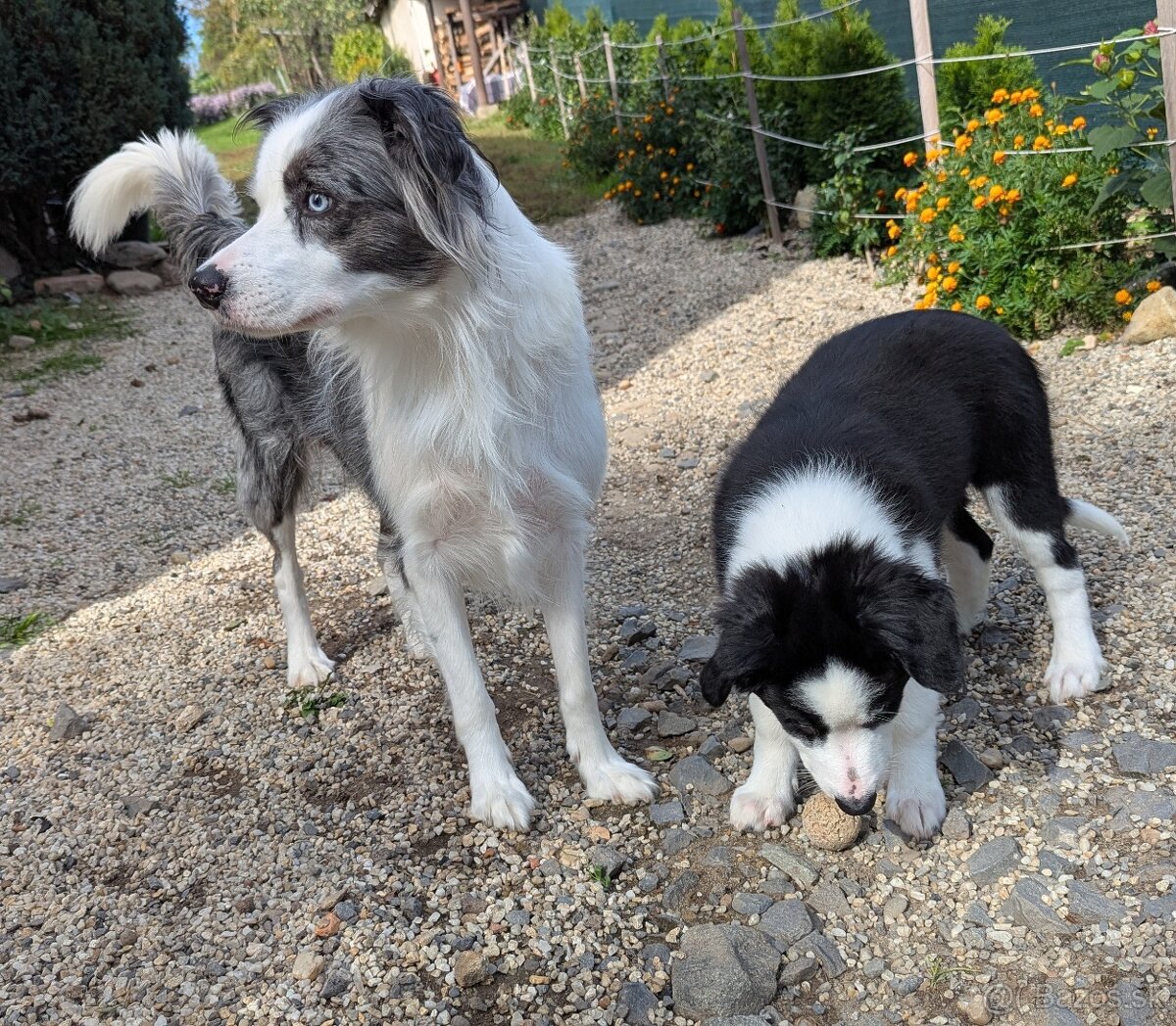 Border kolia- blue merle