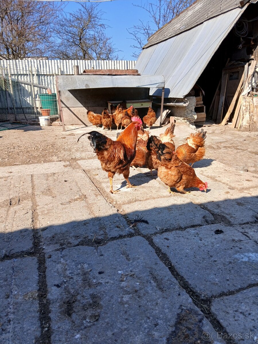 Kuriatka hempširky