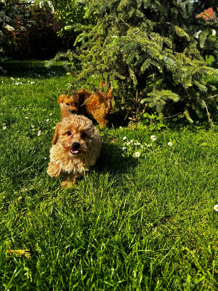 Maltipoo