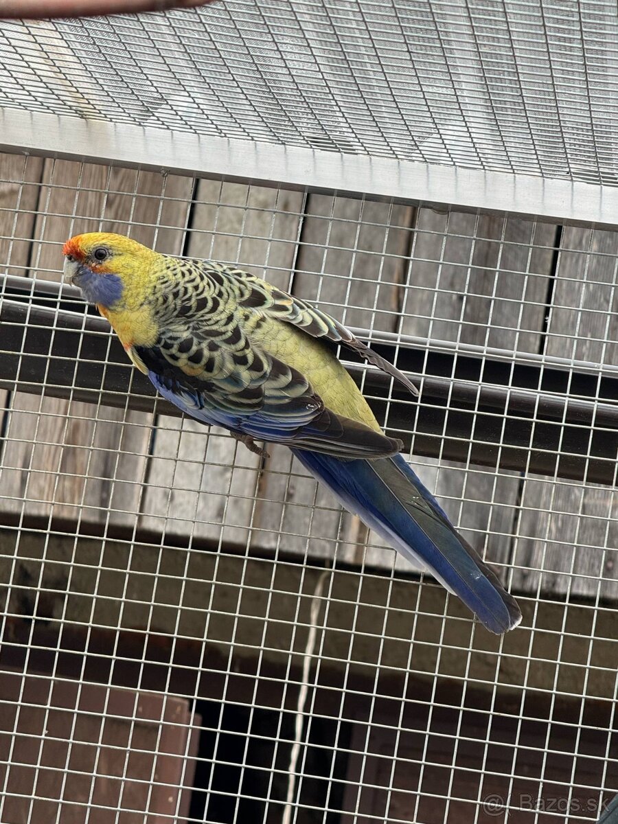 Rozely