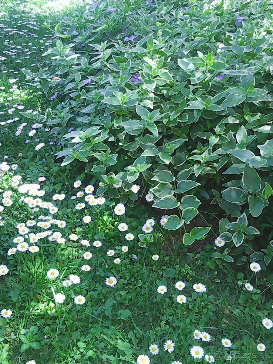 zimozelen obycajna
