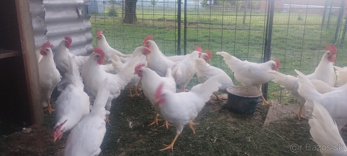 Leghorn