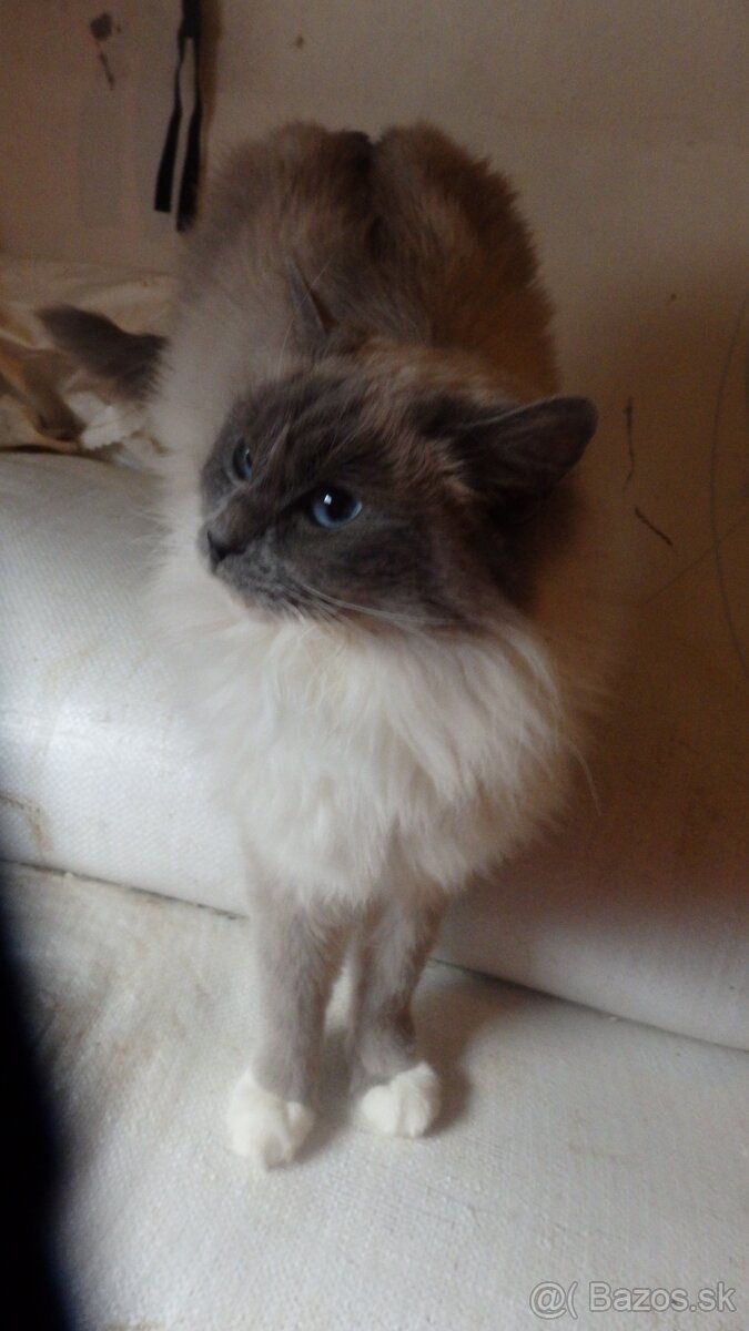 ragdoll,radgoll,dospelé mačky