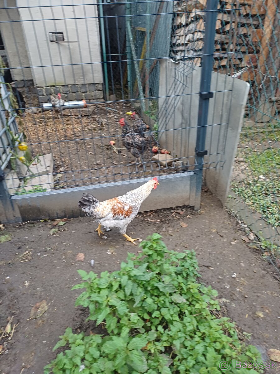 Kohúty araucana a cream legbar