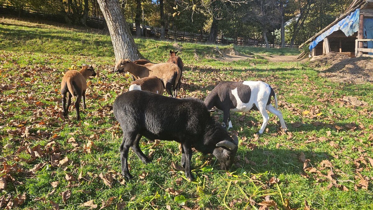 Predám čierneho kamerunského barana