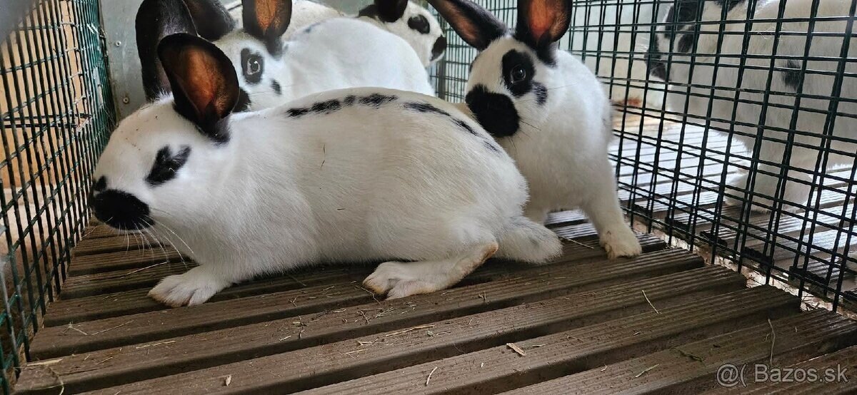 Králiky na predaj Český strakáč a Kalifornský - krížence