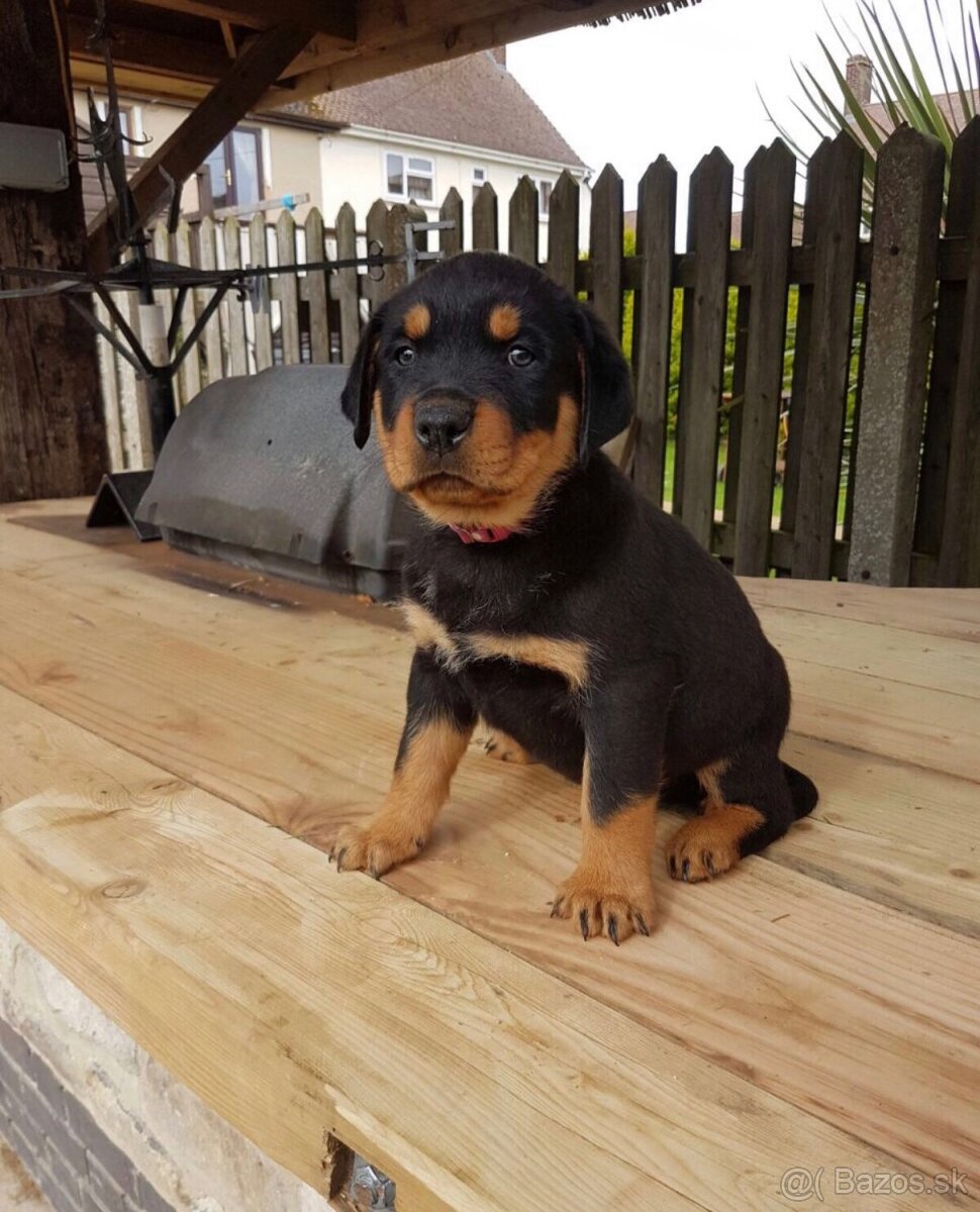 Šteniatko rotvajlera, samec.