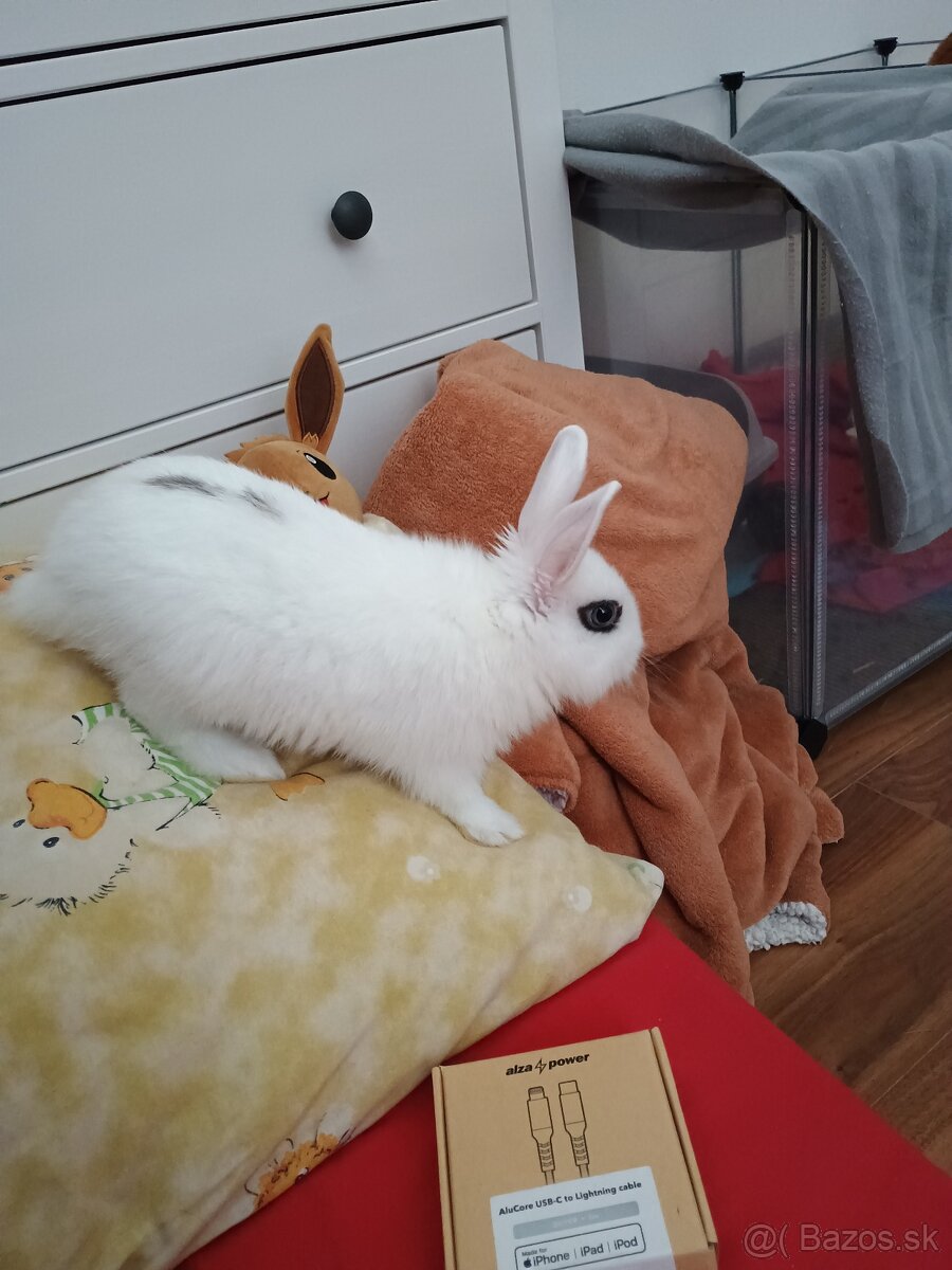 Predám králičku do dobrých rúk