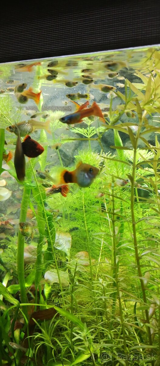 Akvarijne rastliny mix 7 druhov +10krevetiek darujem