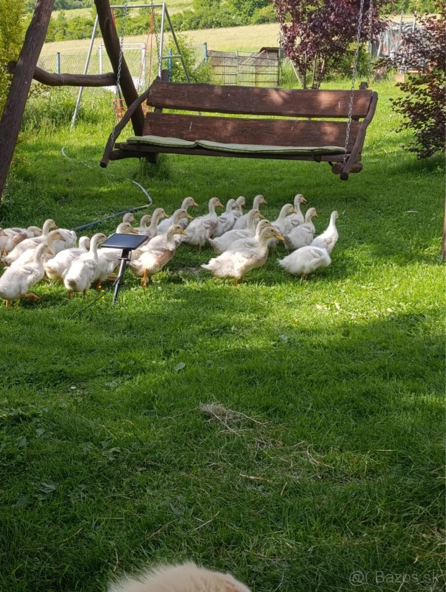 Predám saské kačky
