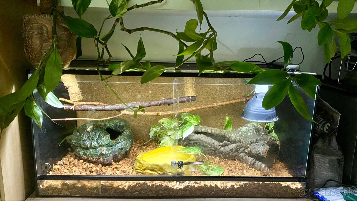 Python + terarium