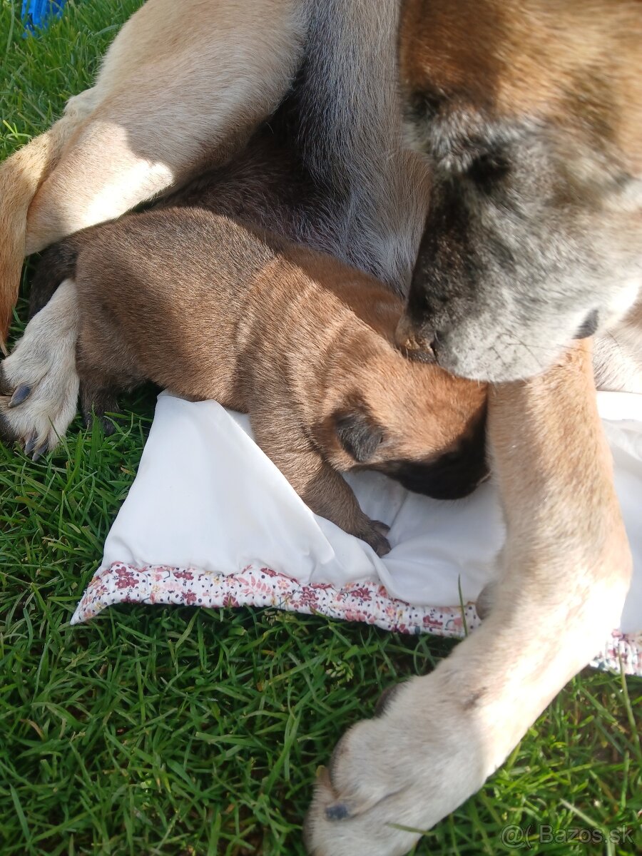 Belgický ovčiak Malinois cross