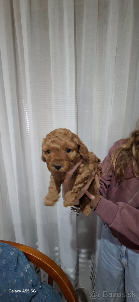 Trpazličí pudel/ pudlik