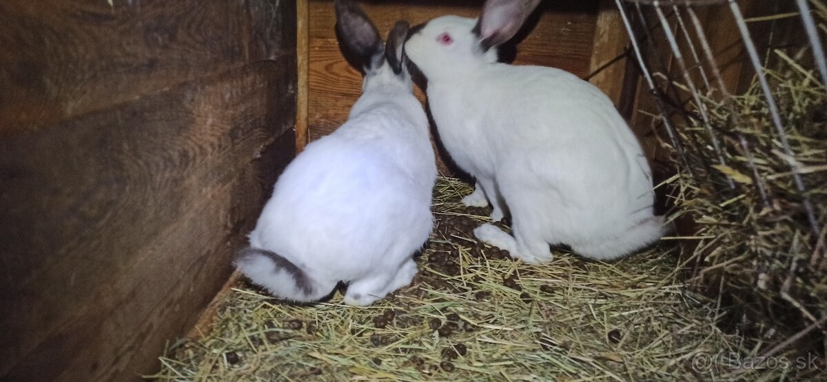 Predám králiky 4 mesačne