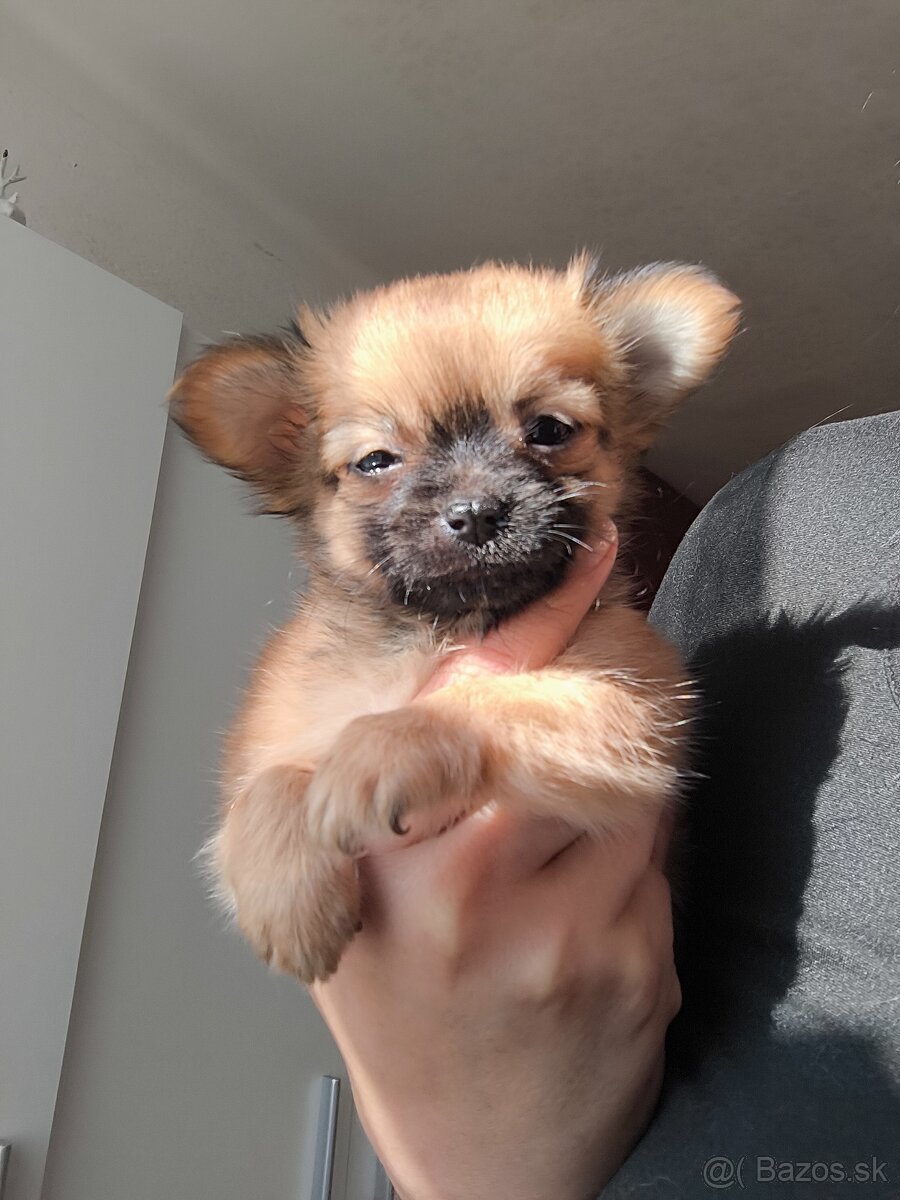 Čivava dlhosrsta šteniatka