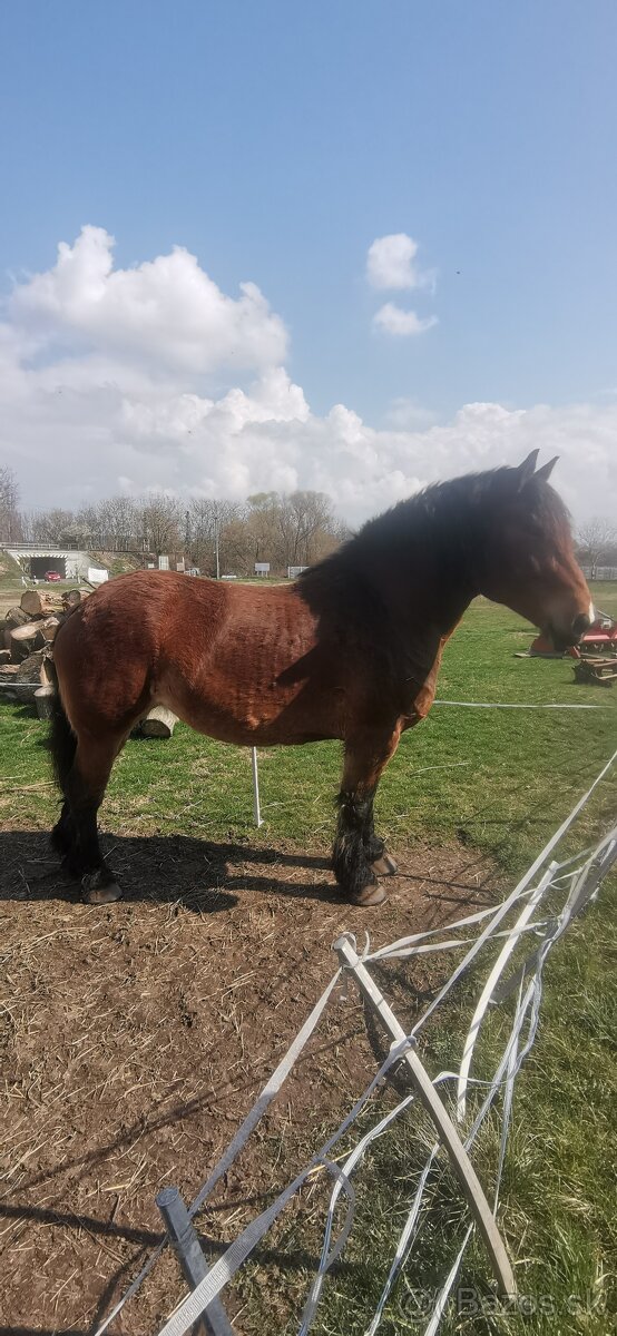 Ťažná kobyla a ovce romanovské