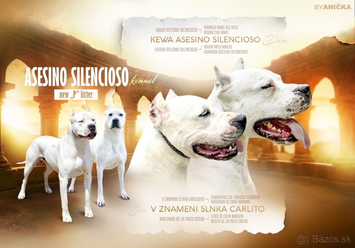 ARGENTÍNSKA DOGA S PP