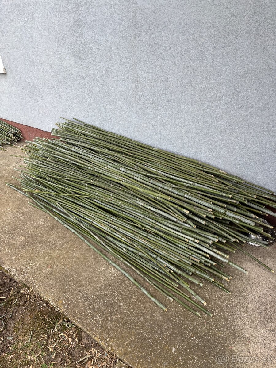 Predám bambusové palice – 180 až 200 cm